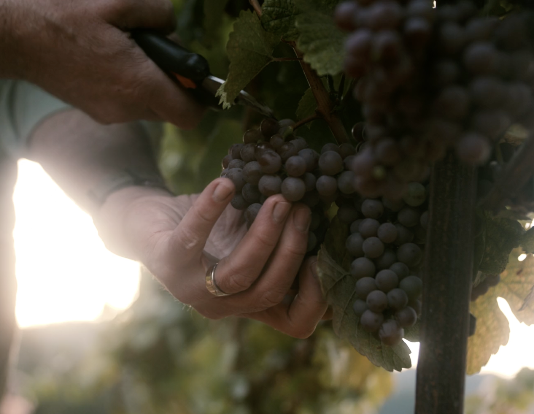 A close-up of a person's hand gently holding a cluster of ripe grapes while using a pruning tool to cut them from the vine. The image is softly lit by the sunlight in the background, capturing the moment of grape harvesting in a vineyard.